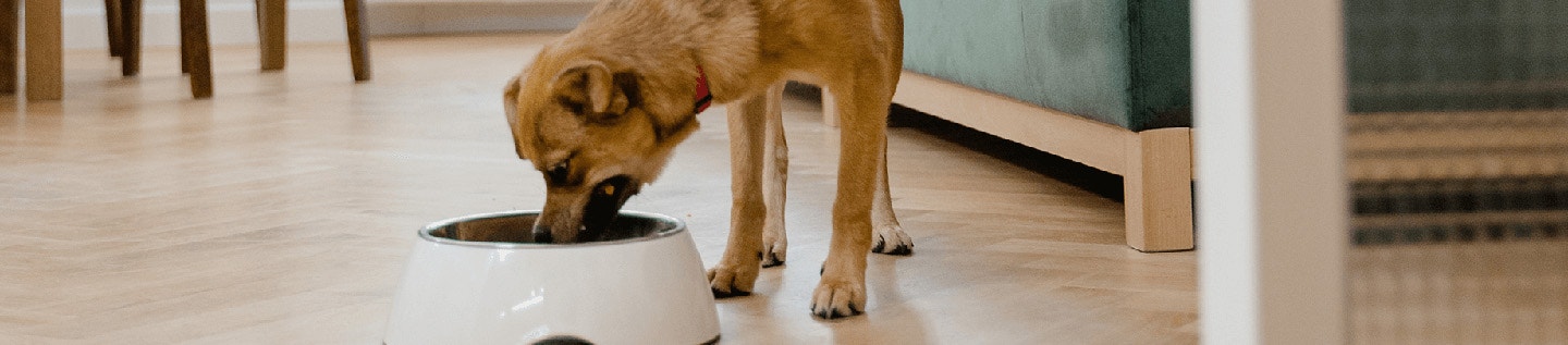 Diety dla zwierząt domowych oparte na surowym mięsie